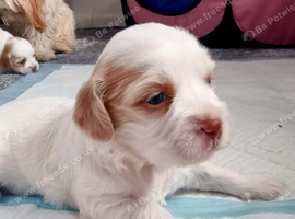 Lovely puppies
