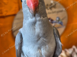 Ringneck parrot