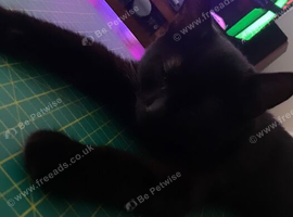 cute black kitten to be rehomed