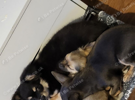 Chihuahua