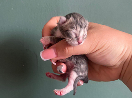 Newborn Kittens ginger, grey, black