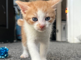 Ginger kittens