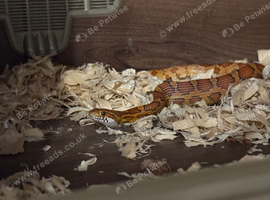 2x corn snakes