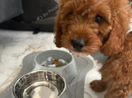 Adorable 8-Week-Old Male Cavapoo Puppy - Gorgeous Apricot Coat �
