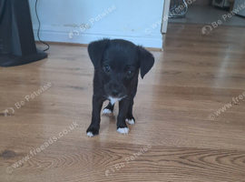 Patterjack