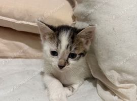Kittens for sale