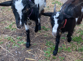 2 half bred Pygmys