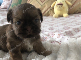Imperial Shih tzu pups