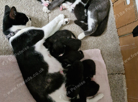 Black and white kittens