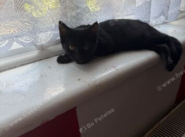 Kittens