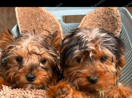 2 beautiful Yorkshire terrier puppies