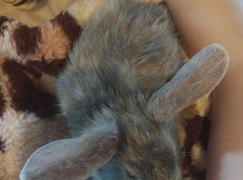 5 harlequins and 3 white bunnies .