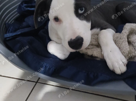 Female staffy lab