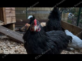 Pekin Cockerel - black