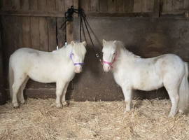 *2 Beautiful Unicorns For Sale*