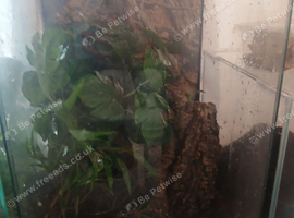 X3 mourning geckos with eggs