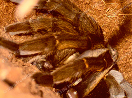 Multiple different species of tarantulas