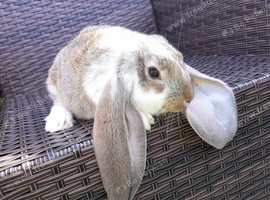 Pure English  Lop baby rabbit BLACKPOOL