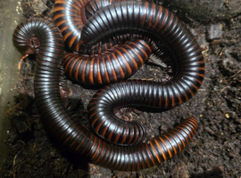 GIANT AFRICAN MILLIPEDES