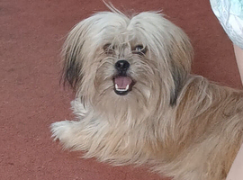 8 months old shih tzu