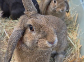 Mini lops