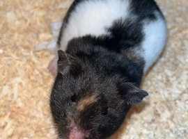 12 week old female Syrian hamster and cage