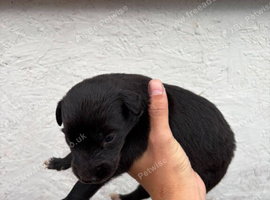 Lurcher pups for sale