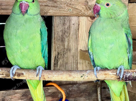 Male & Female Indian Ringneck Parrots &ndash; 8 Months Old