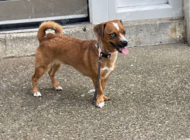 Dachshund x Pug 8 Months Old Baby Pixy