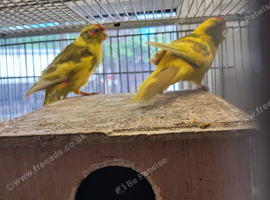 Breeding Pair of Kakarikies