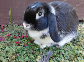 Purebred mini lop girl