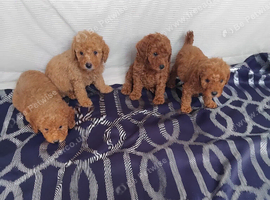 Beautiful cavapoo puppies
