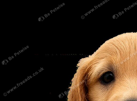 Golden retriever x ess