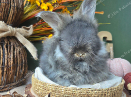 English Angora Babies for Sale