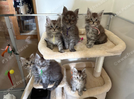 Exceptional TICA Registered Maine Coon Kittens | Health Tested | Raised in Our Family Home