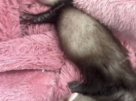 2 hobs 6 weeks