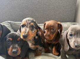 Miniature dachshund puppies