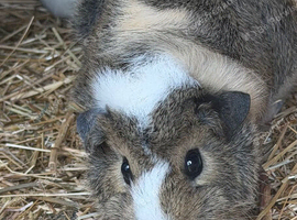Guinea pig pairs