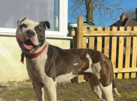 American bulldog