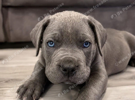 Cane corso x pups