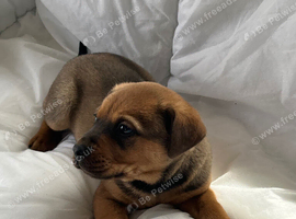 Labrador x German Shepard boy puppy