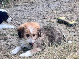 Lassie/Border Collie X Toy Poodle