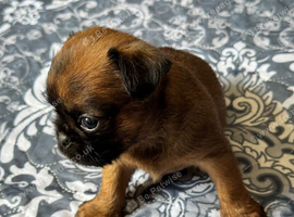 Litter of Griffon crossers