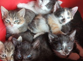 Kittens