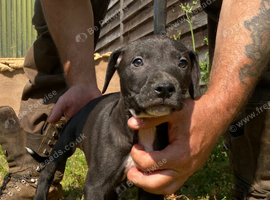 Beautiful Litter of 8 Week Old Lurcher Puppies