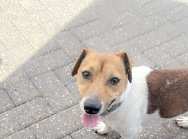Blu the Jack Russell