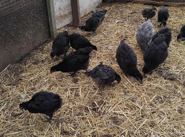 Poultry sale