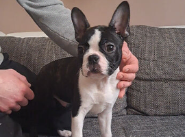 Boston terrier puppy ready to go