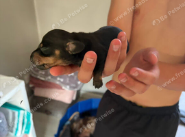 Kc miniature sausage dogs