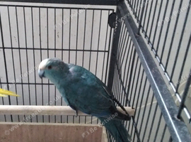 Blue Kakariki